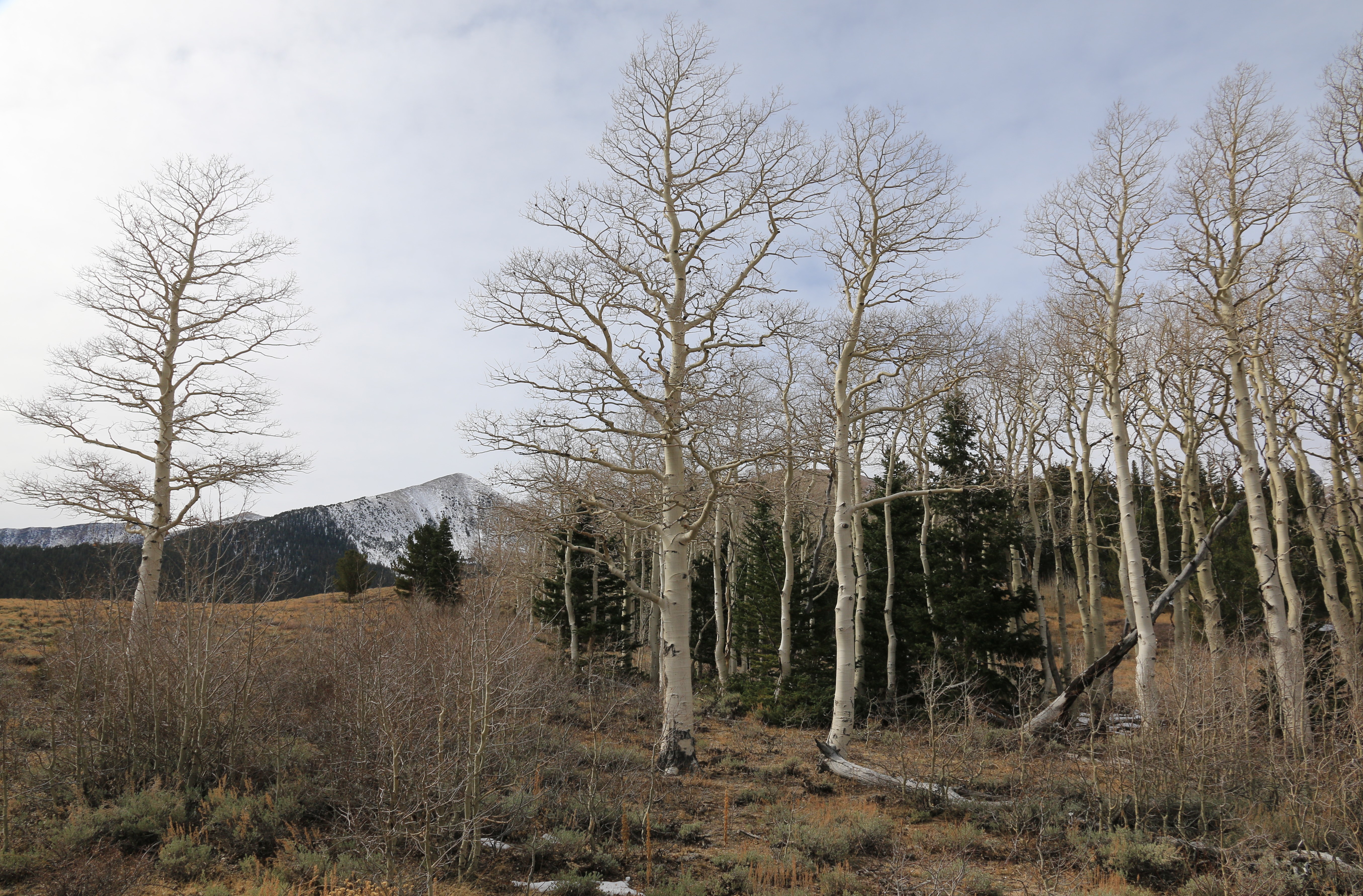 Great Basin NP
